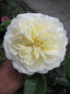 Preview: Englischen Rose Tranquillity® syn. Ausnoble® - Rosa Tranquillity® syn. Ausnoble® - Duft++ - weiß - Austin-Rose - bildet zartgelbe Knospen, aus denen sich dann reinweiße, doppelt gefüllte Blüten zeigen, die einen leichten Apfelduft verbreiten.