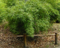 Preview: Fargesia murielae Jonnys Gigant® - immergrüner Garten- & Hecken-Bambus - hat einen aufrechten, horstigen und starken Wuchs mit überhängenden Halmen.