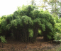 Preview: Fargesia murielae Jonnys Gigant® - immergrüner Garten- & Hecken-Bambus - besitzt rötliche Halmspitzen und eine schöne dunkelgrüne Belaubung.