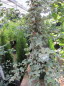 Preview: Hydrangea petiolares Silver Lining - weißbunte Kletterhortensie 80-100