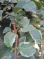 Preview: Hydrangea petiolares Silver Lining - weißbunte Kletterhortensie 80-100