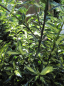 Preview: Ilex aquifolium White Cream - Stechpalme White Cream - wächst als immergrüner, winterharter Strauch. Der Standort sollte halbschattig bis sonnig sein.