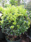 Preview: Ilex crenata Golden Rock® - Bergilex Golden Rock® - japanische Hülse - hat einen straffen und aufrechten Wuchs mit gelben Blattspitzen.