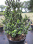 Preview: der Bonsai Ilex Green Dragon waechst urig und bizarr