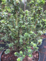 Preview: Bonsai Ilex Gtreen Dragon hat schwarzgruene Blaetter