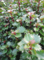 Preview: die immergrüne Stechpalme Little Rascal ist ideal für kleine Steingärten, japanische Gärten