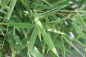 Preview: Eine Empfehlung für blickdichte Bambus-Hecken Fargesia murieliae Brillant®