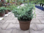 Preview: Juniperus chinensis Blue Alps 1