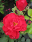 Preview: Parkrose Rosa Hansaland® leuchtend rot Duft- bekommt kräftig rote Blüten, die leider nur einen sehr schwachen Duft besitzen.