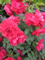 Preview: Parkrose Rosa Hansaland® leuchtend rot Duft- ist eine besonders robuste und winterharte Rosensorte.