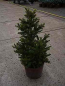 Preview: Picea abies Wills Zwerg, Zwergrotfichte, ist ein immergrüner kleiner Nadelbaum der sich auch für den kleinen Garten eignet