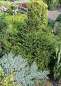Preview: Picea abies Wills Zwerg, Zwergrotfichte, besitzt eine sehr gute Winterhärte 