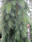 Preview: Picea omorika Pendula 2