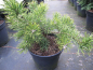 Preview: Pinus banksiana Velda waechst unregelmaessig bizarr