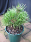 Preview: Pinus densiflora Edsal Wood - japanische Zwergrotkiefer Edsal Wood - hat einen kugelförmigen, niedrigen Wuchs und bodenaufliegende Zweige.