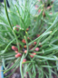 Preview: Pinus densiflora Edsal Wood - japanische Zwergrotkiefer Edsal Wood - hat in Büscheln gedrehte, grüne Nadeln.