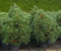 Preview: Pinus nigra Spielberg 1