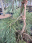 Preview: Pinus sylvestris Hillside Creeper waechst breitaufrecht mit haengenden Seitentrieben