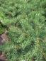 Preview: Pinus sylvestris Mitchs Weeping hat graublaue Nadeln