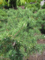 Preview: Pinus sylvestris Mitchs Weeping ist perfekt als Solitär im japanischen Garten