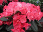 Preview: Rhododendron hybr. Julia hat eine dunkelrosa bis hellrosa Blüte.
