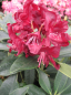 Preview: Rhododendron hybr. Purple Moon