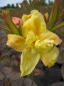 Preview: Rhododendron luteum Golden Sunset hat eine wunderschöne goldgelbe Blüte.