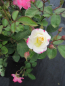 Preview: Strauchrose Citron Fraise® delcifra- Rosa Citron Fraise® delcifra - zitronengelb-erdbeerrosa - Duft+ - Delbard-Rose - wächst als besonders winterharte Rose buschig, dicht und kompakt.