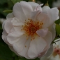 Preview: Strauchrose Jacqueline du Pré® - Rosa Jacqueline du Pré - weiß-zartrosa - Duft+ - Harkness-Rose hat einen besonders winterharten, buschigen und kompakten Wuchs. Der Standort sollte halbschattig bwz. sonnig sein.