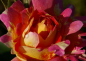 Preview: Die Strauchrose Rose des Cisterciens® - Rosa Rose des Cisterciens® - gelb-orange-rosa - Duft++ - Malerrose - Delbard-Rose wächst buschig und aufrecht.