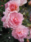 Preview: Strauchrose Rosario® - Rosa Rosario® - reinrosa - Duft+++ - Tantau-Rose bevorzugt halbschattige bzw. sonnige Standorte.