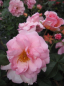 Preview: Strauchrose Rosario® - Rosa Rosario® - reinrosa - Duft+++ - Tantau-Rose blüht ab Juni mit zahlreichen leuchtenden, reinrosa, gefüllten Blüten, die einen fruchtigen Duft verbreiten.