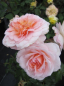 Preview: Strauchrose Schloß Eutin® - Rosa Schloß Eutin® - apricot-weiß - Duft+ - Märchenrose - Kordes-Rose zeigt zart duftende, apricot-weiß, gefüllte Blüten mit einer dunklen Mitte.