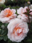 Preview: Die winterharte Strauchrose Schloß Eutin® - Rosa Schloß Eutin® - apricot-weiß - Duft+ - Märchenrose - Kordes-Rose hat einen kräftigen, aufrechten und buschigen Wuchs.