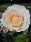 Preview: Die Strauchrose Schloß Eutin® - Rosa Schloß Eutin® - apricot-weiß - Duft+ - Märchenrose - Kordes-Rose steht bevorzugt an sonnigen Standorten.