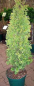 Preview: Thuja occidentalis Degroot`s Spire - ist ein langsam und säulenförmig wachsender Zwerglebensbaum, der zwischen 2 und 3 m hoch und ca. 50 cm breit wird.