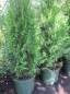 Preview: Thuja occidentalis Smaragd - Lebensbaum Smaragd - wächst aufrecht, kegelförmig und schlank mit frischgrünen Nadeln.