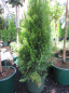 Preview: Thuja occidentalis Smaragd - Lebensbaum Smaragd - ist schnittverträglich und eine ideale Heckenpflanze.