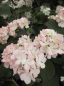 Preview: Viburnum plicatum Rosalie