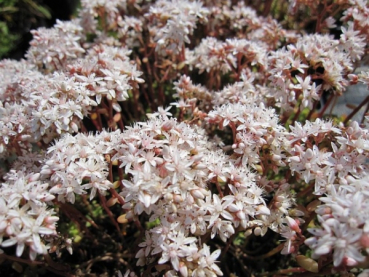 Die Fetthenne Coral Carpet ist ein Mauerpfeffer