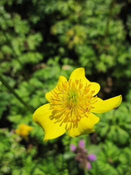 Die Zwergige Himalya Trollblume ist eine Wildstaude