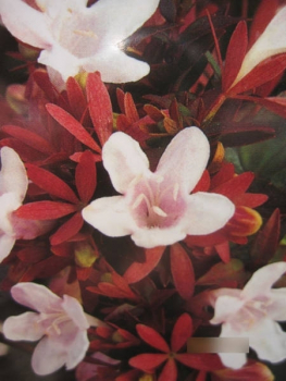 Abelia grandiflora Sherwood