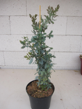 acacia baileyana purpurea 1