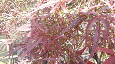 Ahorn palmatum Red Pygmy