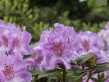 Rhododendron saluenense Lavendula