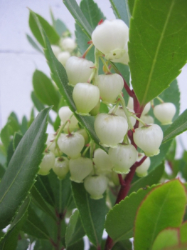 Arbutus unedo1