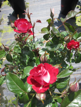 Beetrose Rose der Einheit 1
