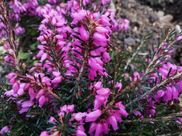 Erica carnea Rotario