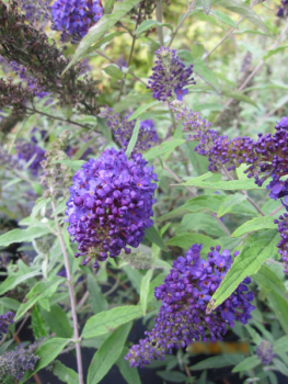 Buddleja buzz Midnight