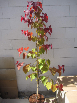 Cercis canadensis Eternal Flame 2
